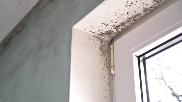 Best Office Mold Removal Services  in Joseph, OR