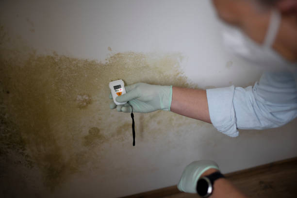 Professional Mold Removal in Joseph, OR