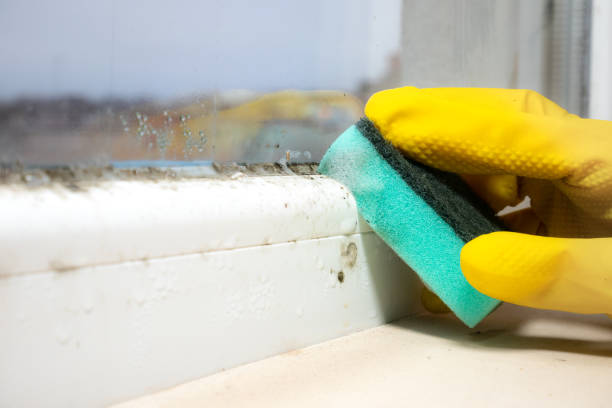 Best Residential Mold Removal  in Joseph, OR