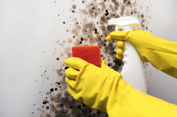 Best Crawl Space Mold Removal  in Joseph, OR