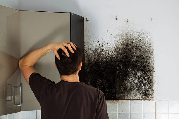 Best Professional Mold Removal  in Joseph, OR