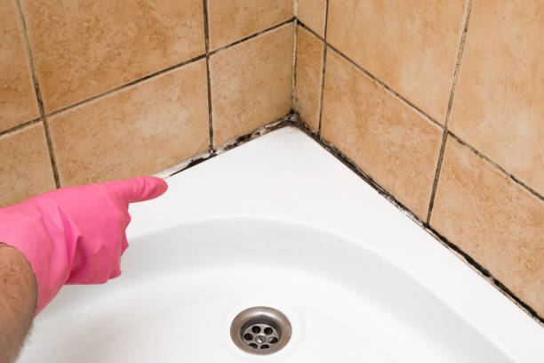 Best Commercial Mold Removal  in Joseph, OR