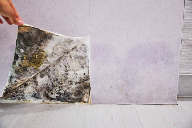 Mold Removal Process in Joseph, OR